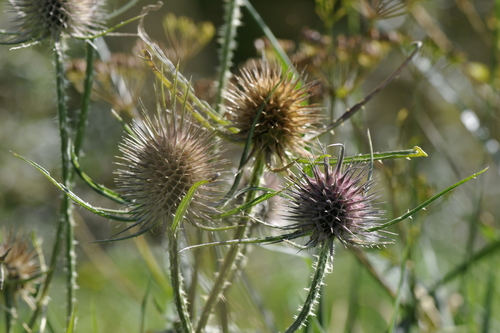 Dipsacus fullonum