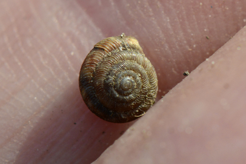 Discus rotundatus