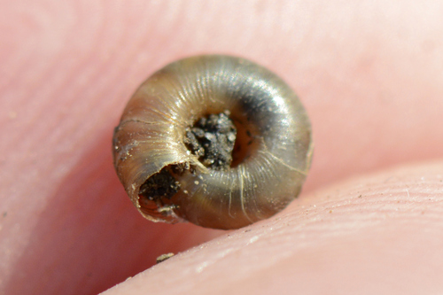 Discus rotundatus