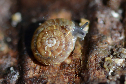 Discus rotundatus