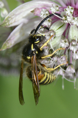 Dolichovespula norwegica