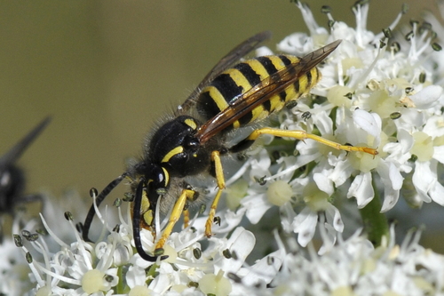 Dolichovespula sylvestris