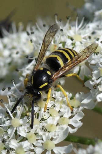 Dolichovespula sylvestris