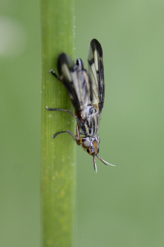 Dorycera grandis