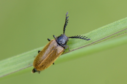 Drilus flavescens