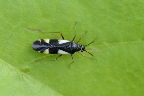 Dryophilocoris flavoquadrimaculatus