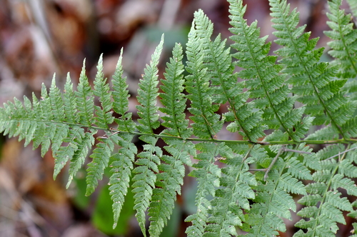 Dryopteris carthusiana