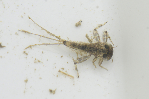 Ecdyonurus