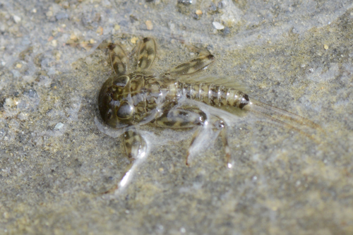 Ecdyonurus