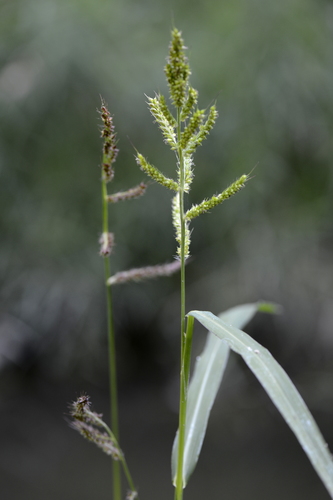 Echinochloa crus-galli
