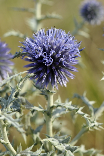 Echinops ritro Echinops ritro