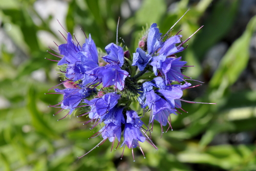 Echium vulgare