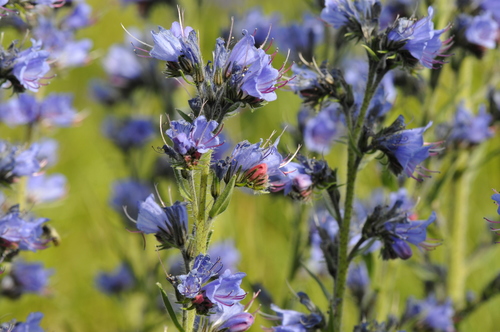 Echium vulgare