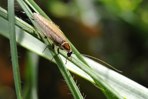 Ectobius lucidus