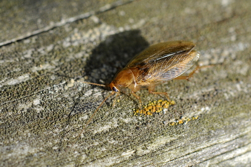 Ectobius pallidus Ectobius pallidus