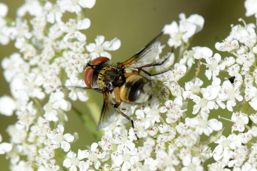 Ectophasia