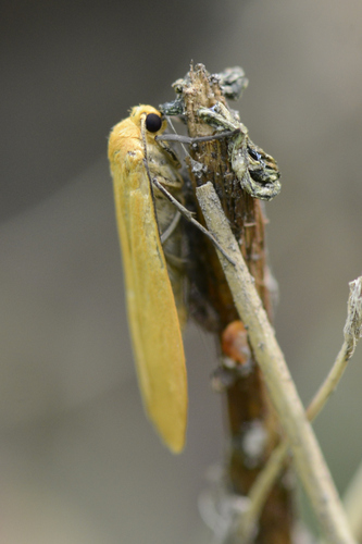 Eilema sororcula