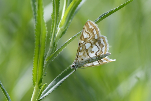 Elophila nymphaeata