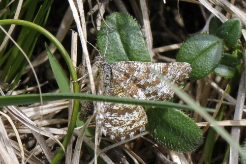 Ematurga atomaria