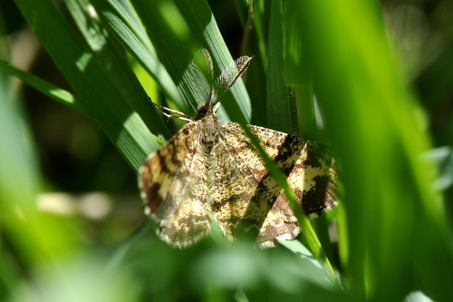 Ematurga atomaria
