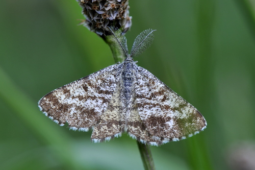 Ematurga atomaria
