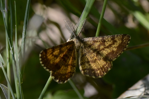 Ematurga atomaria
