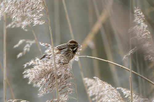 Emberiza schoeniclus