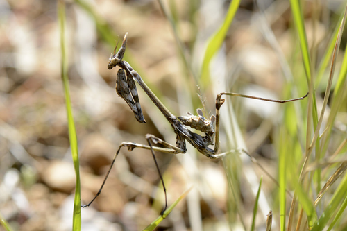 Empusa pennata