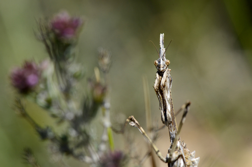 Empusa pennata