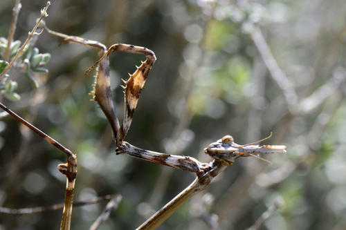 Empusa pennata