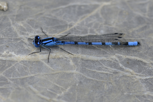 Enallagma cyathigerum