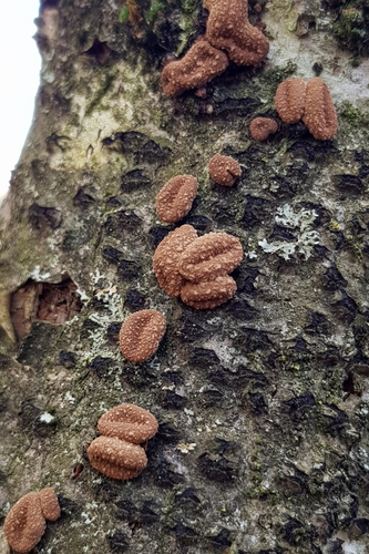 Encoelia furfuracea