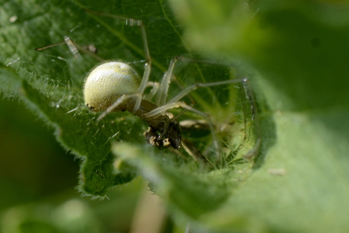 Enoplognatha