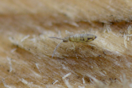 Entomobrya nivalis