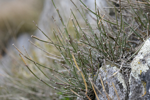Ephedra helvetica