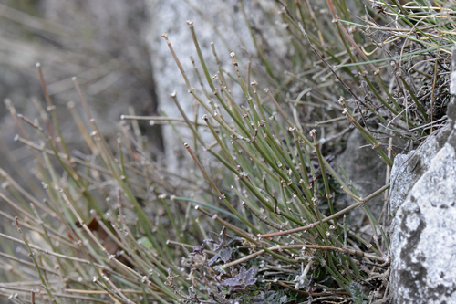 Ephedra helvetica