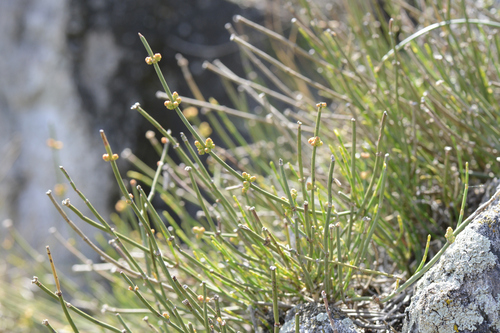 Ephedra helvetica