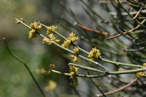 Ephedra helvetica