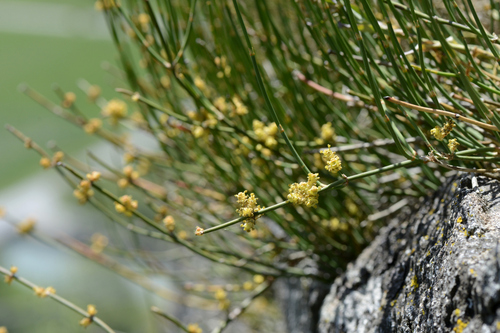 Ephedra helvetica