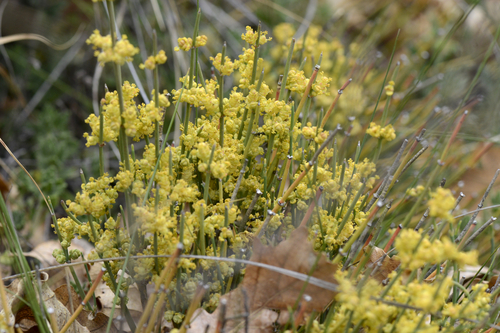 Ephedra helvetica