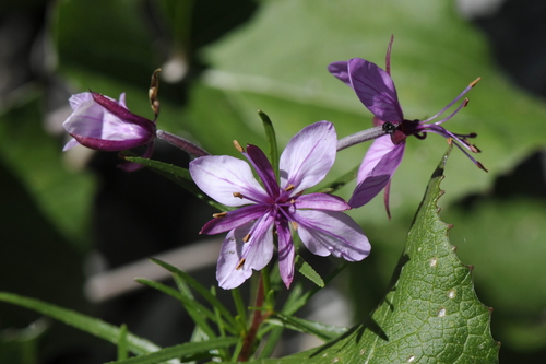 Epilobium fleischeri