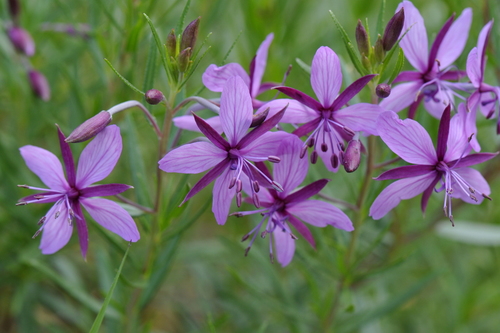 Epilobium fleischeri
