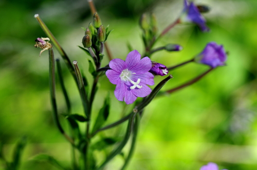 Epilobium hirsutum