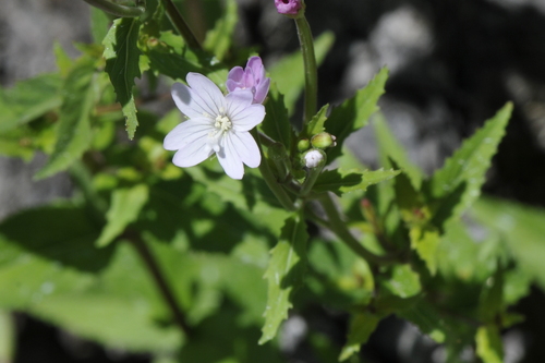Epilobium montanum