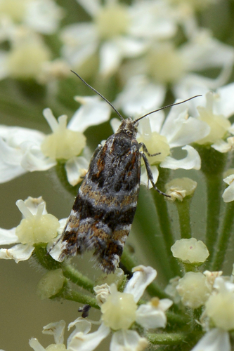 Epinotia mercuriana