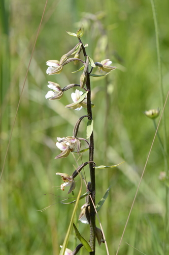 Epipactis palustris Epipactis palustris