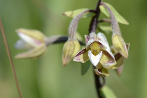 Epipactis palustris Epipactis palustris