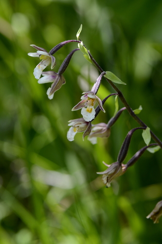 Epipactis palustris Epipactis palustris