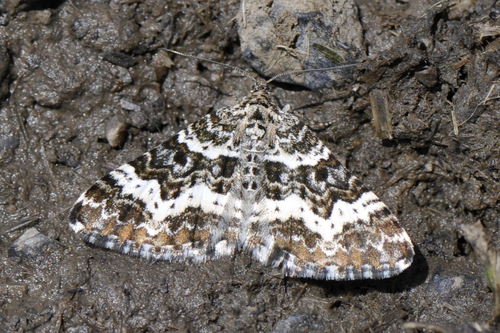 Epirrhoe alternata