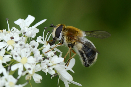 Epistrophe leiophthalma